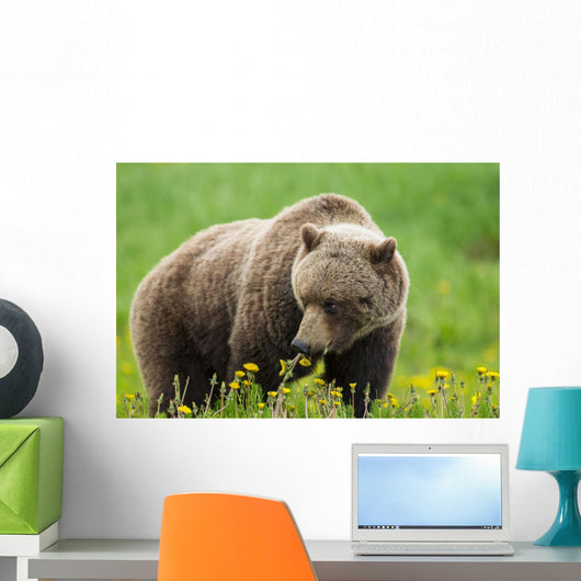 A Brown Bear Forages On Dandelions Wall Mural