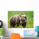 A Brown Bear Forages On Dandelions Wall Mural