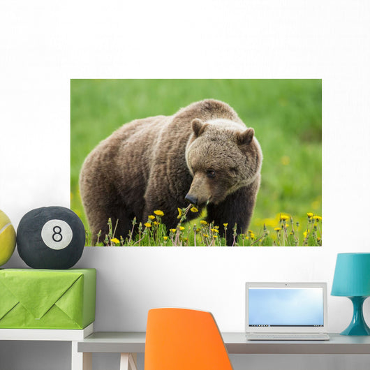 A Brown Bear Forages On Dandelions Wall Mural