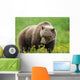 A Brown Bear Forages On Dandelions Wall Mural