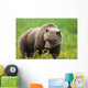 A Brown Bear Forages On Dandelions Wall Mural