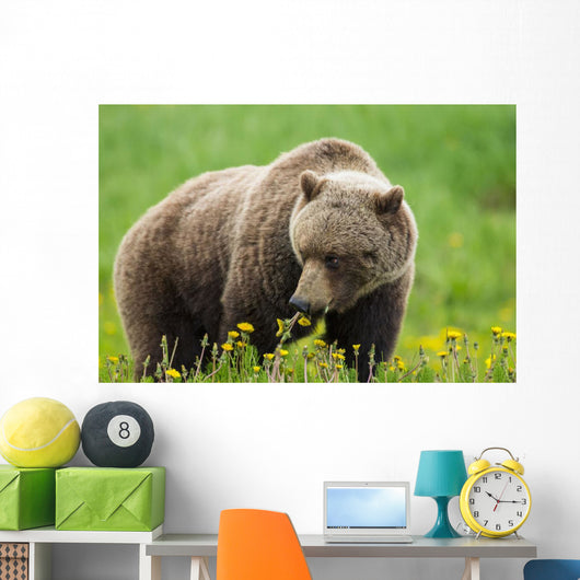A Brown Bear Forages On Dandelions Wall Mural