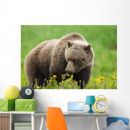 A Brown Bear Forages On Dandelions Wall Mural