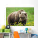 A Brown Bear Forages On Dandelions Wall Mural
