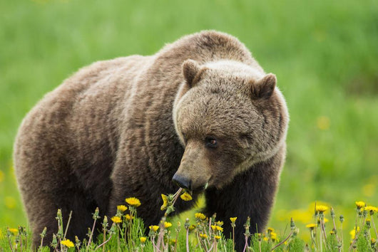 A Brown Bear Forages On Dandelions Wall Mural