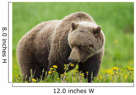 A Brown Bear Forages On Dandelions Wall Mural
