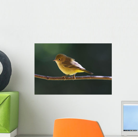 Female Wilson's Warbler Perched On Mountain Ash Branch Wall Mural