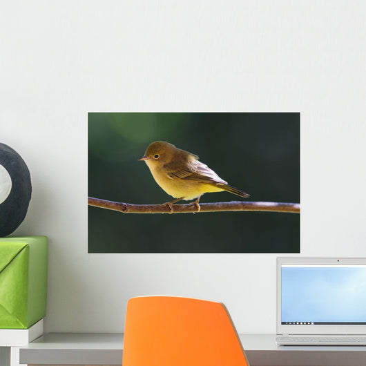 Female Wilson's Warbler Perched On Mountain Ash Branch Wall Mural