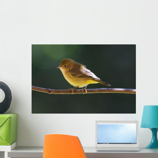 Female Wilson's Warbler Perched On Mountain Ash Branch Wall Mural
