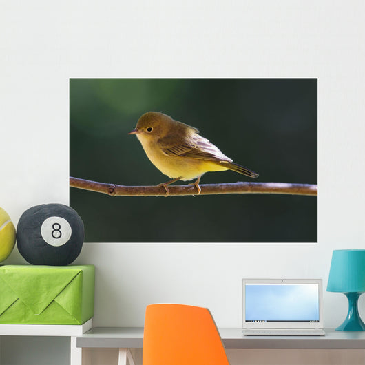 Female Wilson's Warbler Perched On Mountain Ash Branch Wall Mural