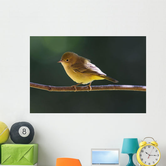 Female Wilson's Warbler Perched On Mountain Ash Branch Wall Mural