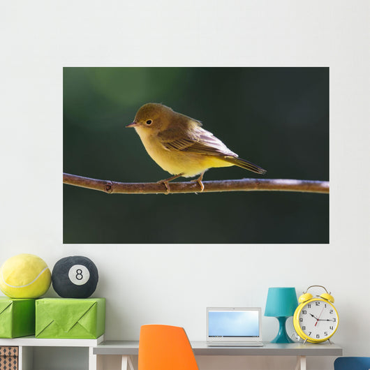 Female Wilson's Warbler Perched On Mountain Ash Branch Wall Mural