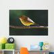 Female Wilson's Warbler Perched On Mountain Ash Branch Wall Mural
