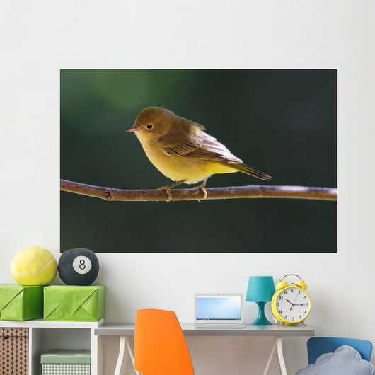 Female Wilson's Warbler Perched On Mountain Ash Branch Wall Mural
