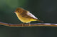 Female Wilson's Warbler Perched On Mountain Ash Branch Wall Mural
