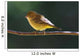 Female Wilson's Warbler Perched On Mountain Ash Branch Wall Mural