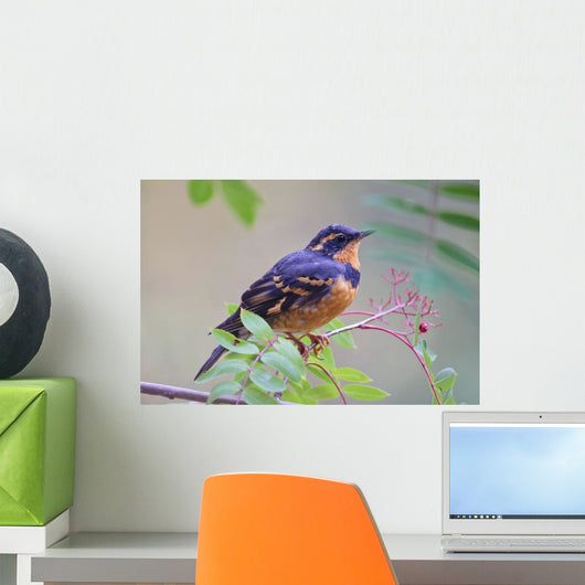 Male Varied Thrush Perched On Mountain Ash Branch Wall Mural