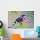 Male Varied Thrush Perched On Mountain Ash Branch Wall Mural