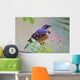 Male Varied Thrush Perched On Mountain Ash Branch Wall Mural