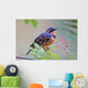 Male Varied Thrush Perched On Mountain Ash Branch Wall Mural