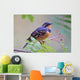 Male Varied Thrush Perched On Mountain Ash Branch Wall Mural