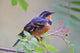 Male Varied Thrush Perched On Mountain Ash Branch Wall Mural