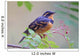 Male Varied Thrush Perched On Mountain Ash Branch Wall Mural