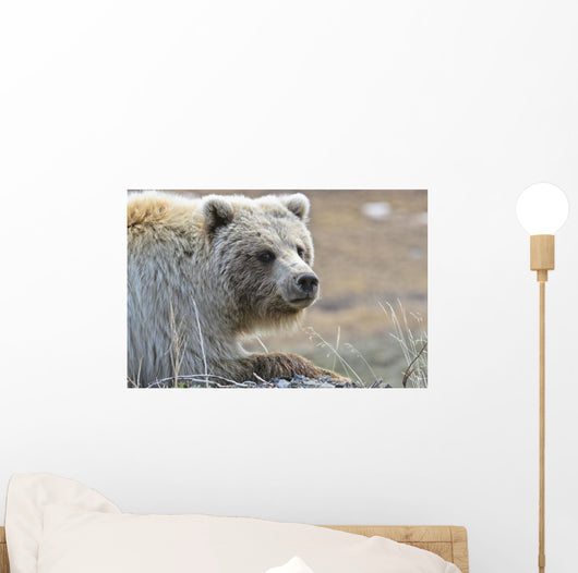 Close-Up Of Grizzly Bear Lying On Tundra At Highway Pass Wall Mural