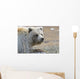 Close-Up Of Grizzly Bear Lying On Tundra At Highway Pass Wall Mural