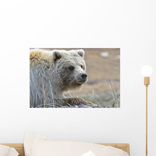 Close-Up Of Grizzly Bear Lying On Tundra At Highway Pass Wall Mural
