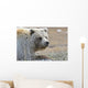 Close-Up Of Grizzly Bear Lying On Tundra At Highway Pass Wall Mural