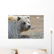 Close-Up Of Grizzly Bear Lying On Tundra At Highway Pass Wall Mural