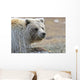 Close-Up Of Grizzly Bear Lying On Tundra At Highway Pass Wall Mural