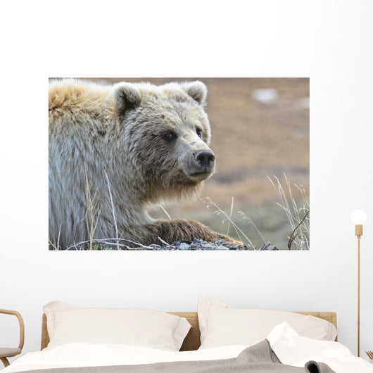 Close-Up Of Grizzly Bear Lying On Tundra At Highway Pass Wall Mural