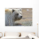 Close-Up Of Grizzly Bear Lying On Tundra At Highway Pass Wall Mural