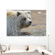 Close-Up Of Grizzly Bear Lying On Tundra At Highway Pass Wall Mural