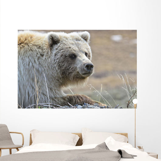 Close-Up Of Grizzly Bear Lying On Tundra At Highway Pass Wall Mural