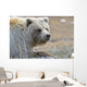 Close-Up Of Grizzly Bear Lying On Tundra At Highway Pass Wall Mural