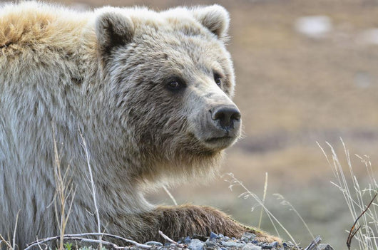 Close-Up Of Grizzly Bear Lying On Tundra At Highway Pass Wall Mural