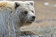 Close-Up Of Grizzly Bear Lying On Tundra At Highway Pass Wall Mural