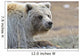 Close-Up Of Grizzly Bear Lying On Tundra At Highway Pass Wall Mural