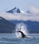 On A Sunny Morning A Humpback Whale Repeatedly Pounds Its Flukes Wall Mural