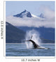 On A Sunny Morning A Humpback Whale Repeatedly Pounds Its Flukes Wall Mural