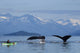 Group Humpback Whales Lift Wall Decal