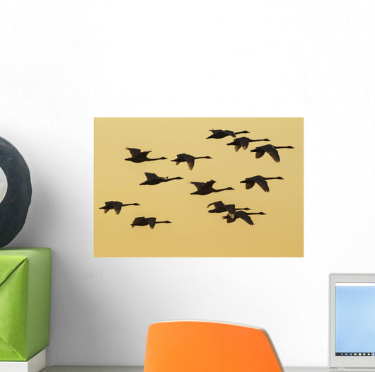 Trumpeter Swans Take to Wall Decal