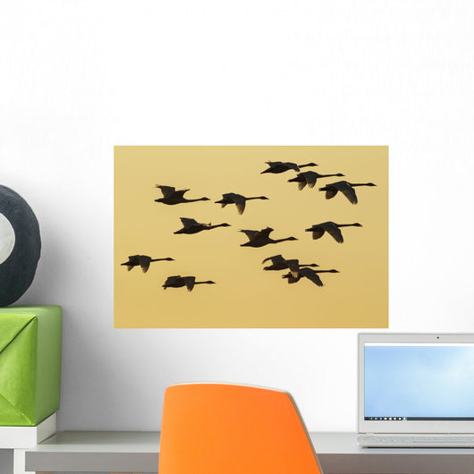 Trumpeter Swans Take to Wall Decal