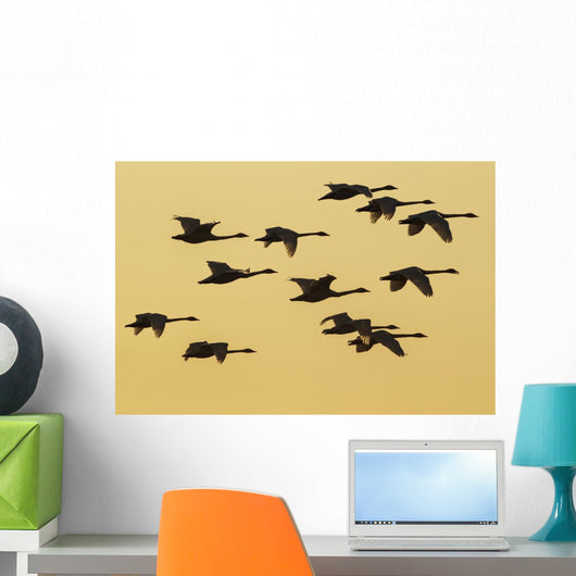 Trumpeter Swans Take to Wall Decal