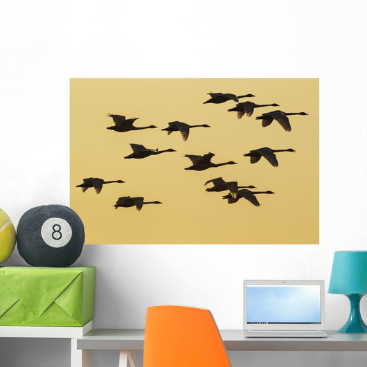 Trumpeter Swans Take to Wall Decal