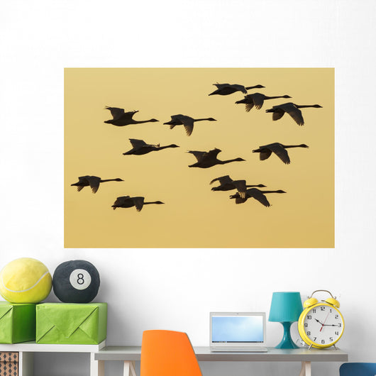 Trumpeter Swans Take to Wall Decal