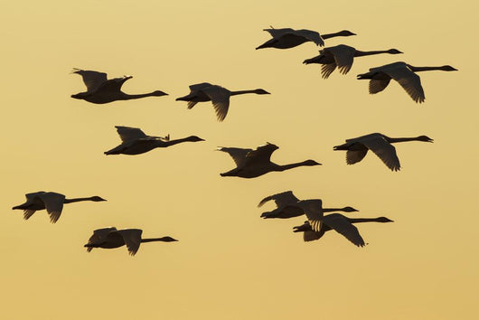 Trumpeter Swans Take to Wall Decal